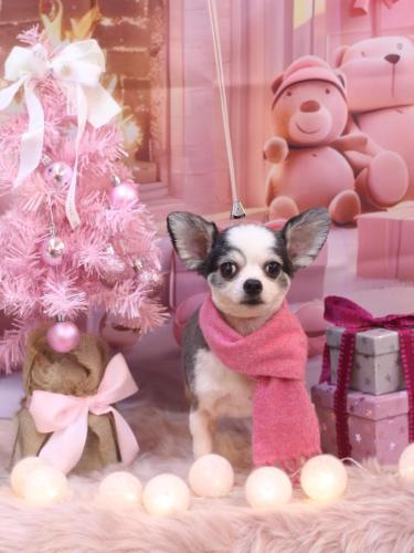 20241223レイくん